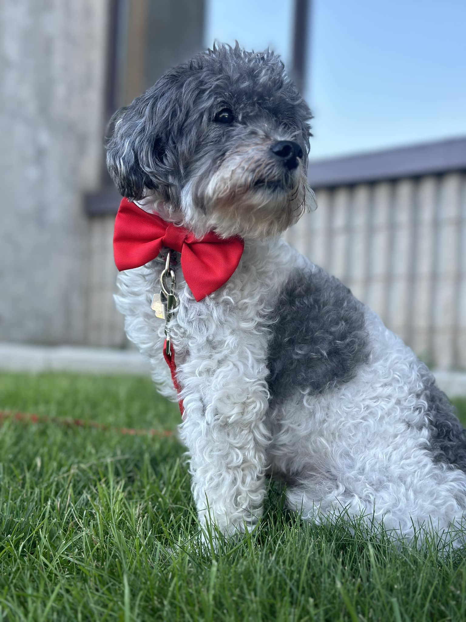 Image de Jack le chien